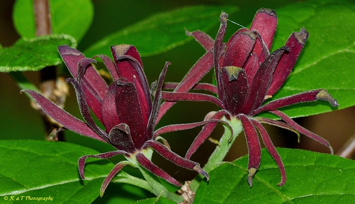 {Calycanthus floridus}